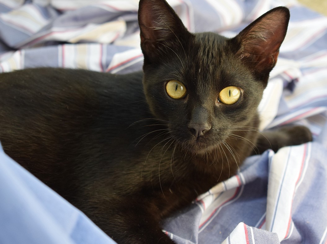 Fotografia do gatinho Cadú. Ele é todo preto e tem os olhos amarelos. Ele está olhando fixamente para a câmera.